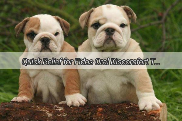 Quick Relief for Fidos Oral Discomfort The Best Medications for Canine Stomatitis